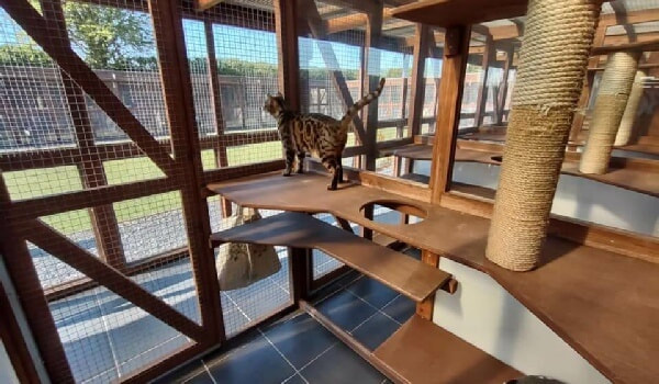 cattery cat pens